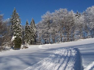 Upravené okruhy na Polevsku. Snímek z trasy z Práchně na Polevsko. Zdroj: www.novy-bor.cz